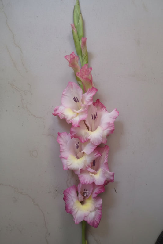 Gladioli Holland Mixed Extra Large-Size – spectacular mixed colour Dutch gladiolus flowers on tall spikes in bloom