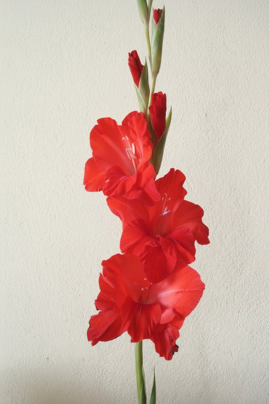 Gladioli Holland Mixed Extra Large-Size – spectacular mixed colour Dutch gladiolus flowers on tall spikes in bloom
