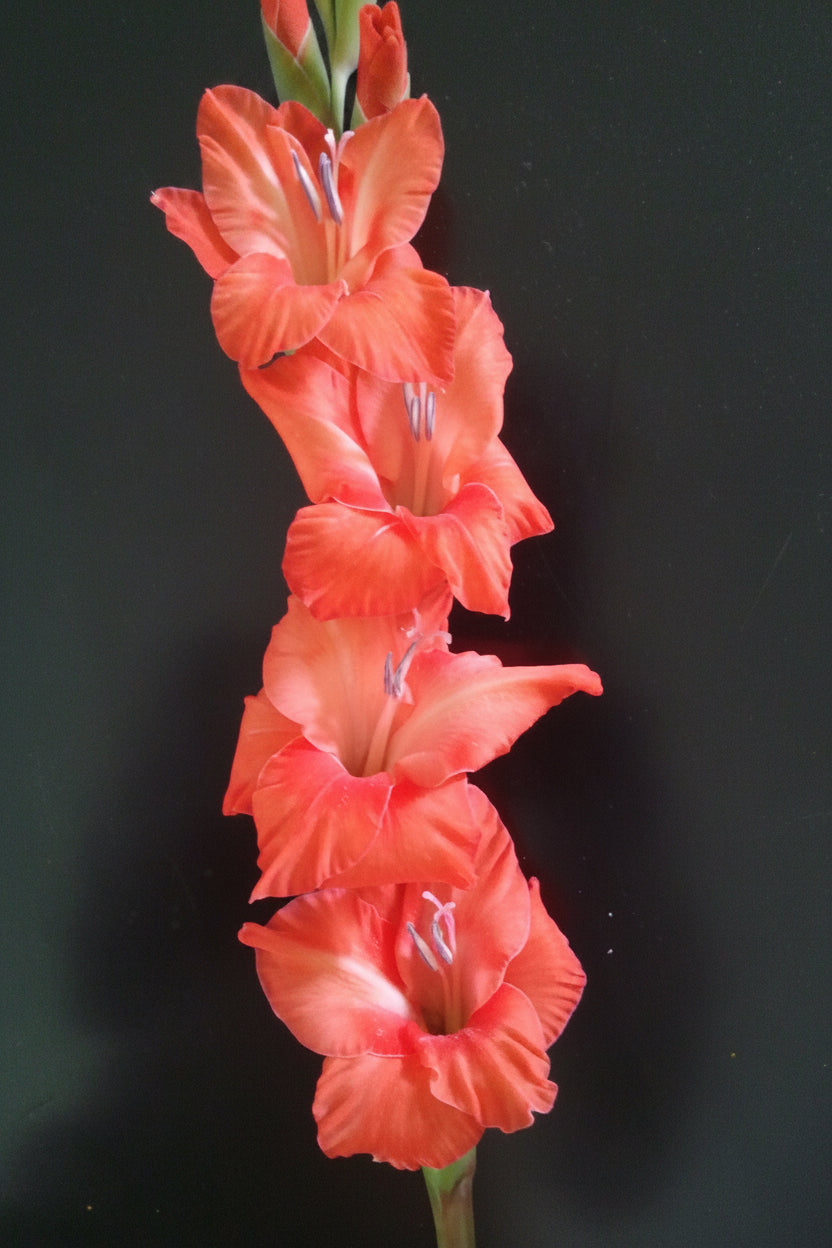 Gladioli Holland Mixed Extra Large-Size – spectacular mixed colour Dutch gladiolus flowers on tall spikes in bloom