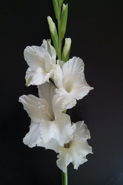 Gladioli Holland Mixed Extra Large-Size – spectacular mixed colour Dutch gladiolus flowers on tall spikes in bloom