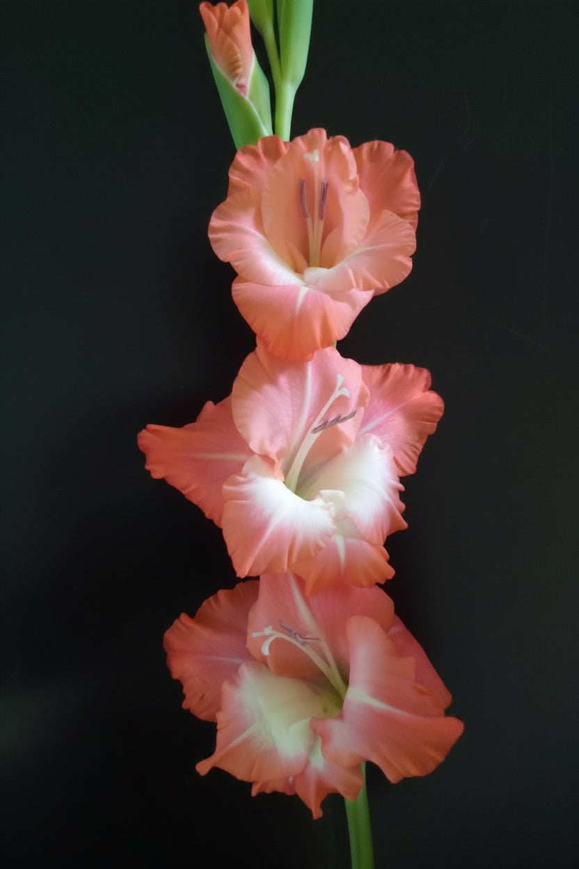 Gladioli Holland Mixed Extra Large-Size – assorted Dutch gladiolus as elegant long-stemmed cut flowers