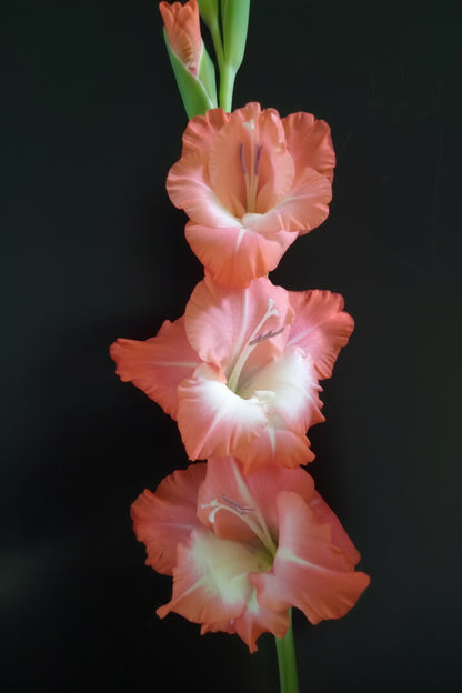 Gladioli Holland Mixed Extra Large-Size – assorted Dutch gladiolus as elegant long-stemmed cut flowers