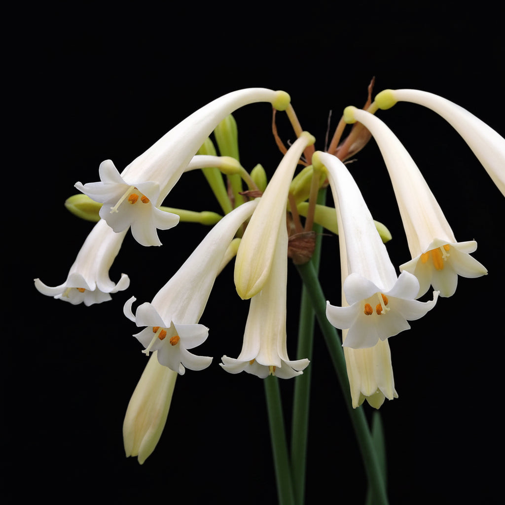 Ifafa Lily Cream White Extra Large-Size – 10 bulbs producing bold red Ifafa lily flowers in garden or border