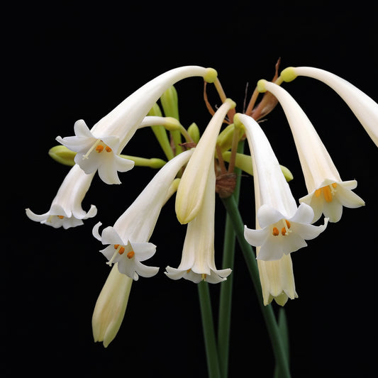 Ifafa Lily Cream White Extra Large-Size – 10 bulbs producing bold red Ifafa lily flowers in garden or border