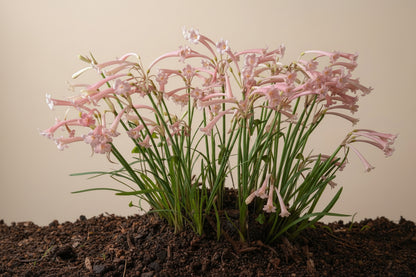 Ifafa Lily Pink Extra Large-Size – striking tubular red Ifafa lily flowers on tall stems in full bloom