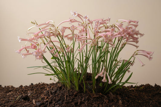Ifafa Lily Pink Extra Large-Size – striking tubular red Ifafa lily flowers on tall stems in full bloom