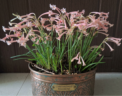 Ifafa Lily Pink Extra Large-Size – striking tubular red Ifafa lily flowers on tall stems in full bloom