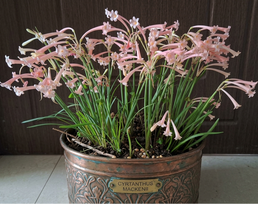 Ifafa Lily Pink Extra Large-Size – striking tubular red Ifafa lily flowers on tall stems in full bloom