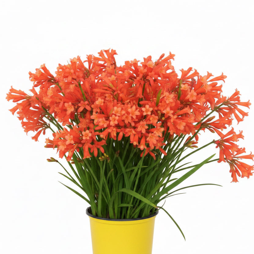 Ifafa Lily Red Extra Large-Size bulbs – vibrant cluster of deep red Cyrtanthus lily blooms