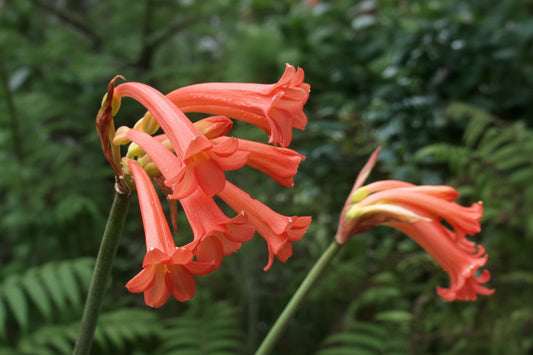 Ifafa Lily Red Extra Large-Size – striking tubular red Ifafa lily flowers on tall stems in full bloom