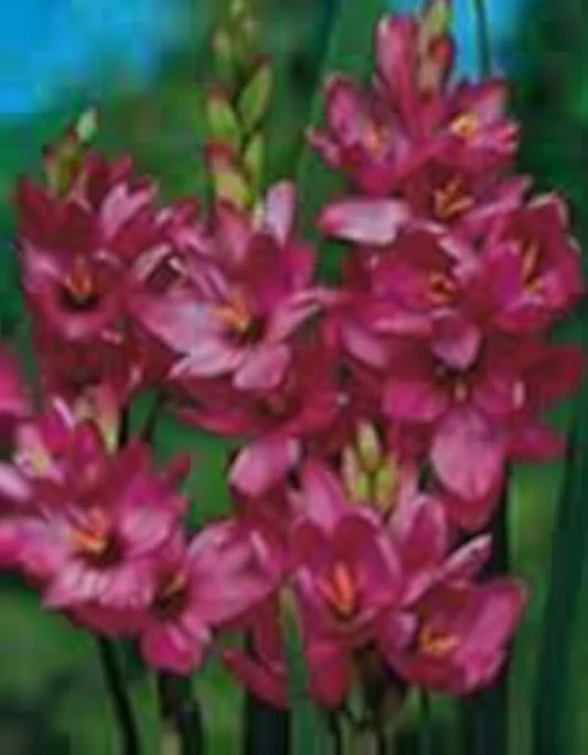 Ixia Pink1
