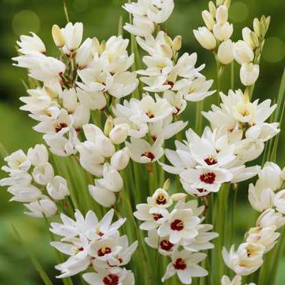 Ixia White Chocolate Eyed Top-Size – delicate white star-shaped flowers with chocolate-brown eye in full bloom