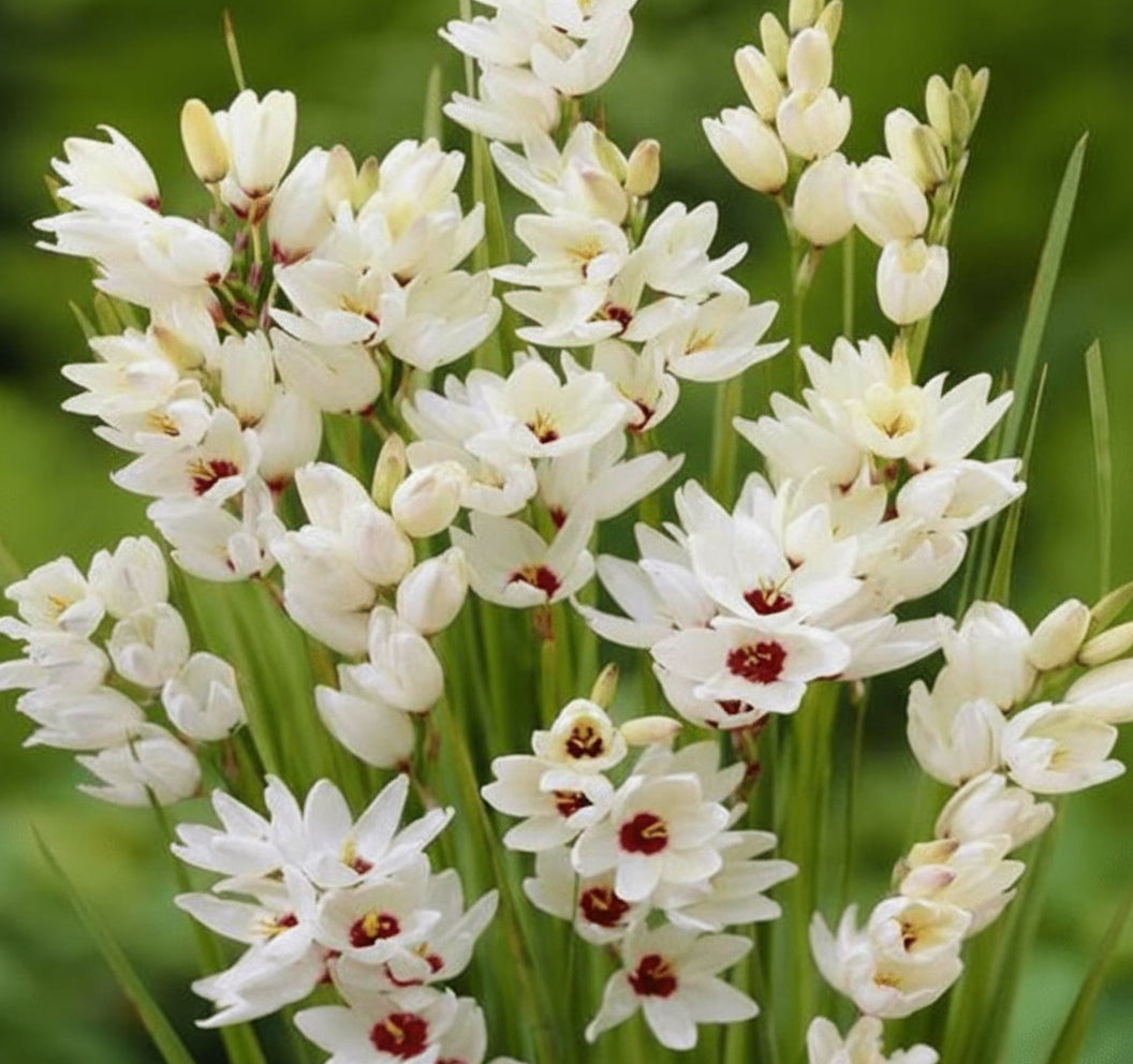 Best Ixia White, Chocolate eyed2
