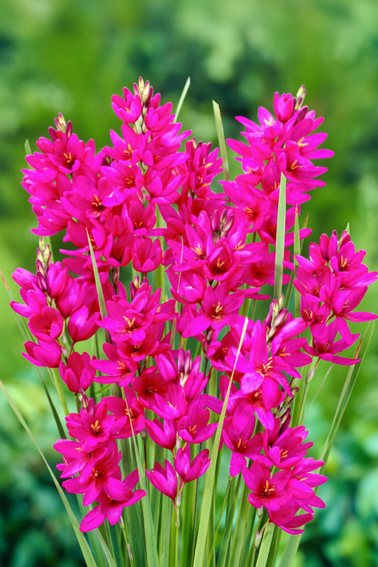 Ixia Pink Flexuous Top-Size bulbs – graceful cluster of soft pink corn lily blooms on wiry stems