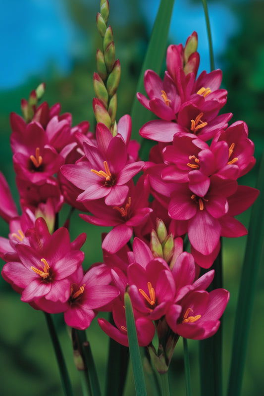 Ixia Pink Flexuous Top-Size – delicate pink star-shaped corn lily flowers on slender arching stems in full bloom