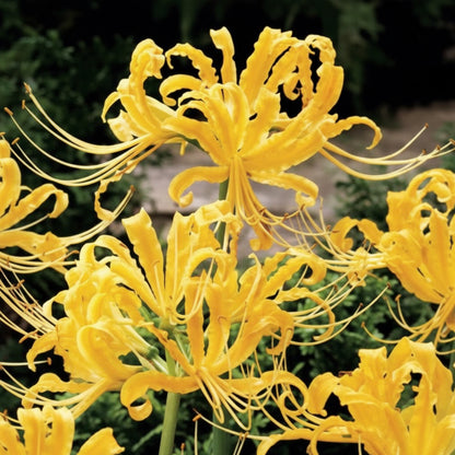 Lycoris Aurea Yellow Extra Large-Size – stunning golden yellow surprise lily flowers with swept-back petals in full bloom