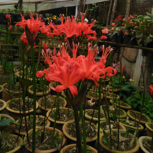 Lycoris Red Extra Large-Size – stunning crimson red spider lily flowers with swept-back petals in full bloom