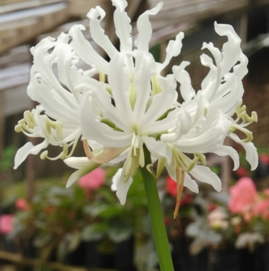 Lycoris White Extra Large-Size – pristine white spider lily flowers with elegant swept-back petals in full bloom