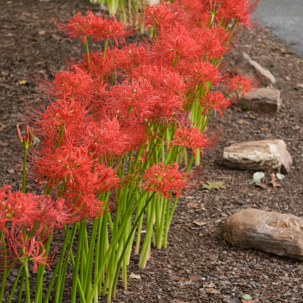 Nerine Sarniensis Red Top-Size bulbs – vibrant cluster of deep red Guernsey lily blooms on tall stems