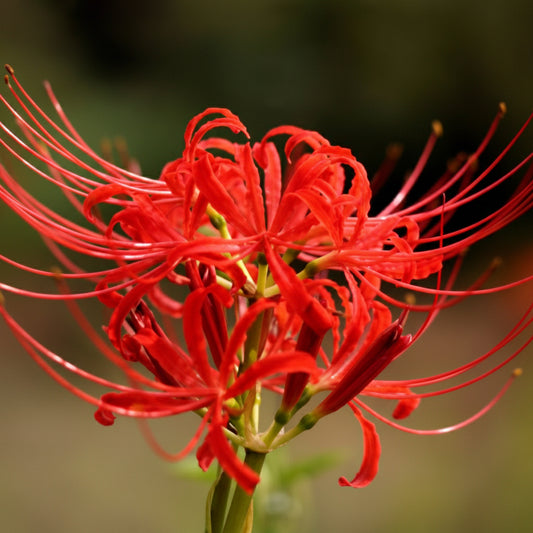 Nerine Sarniensis Red Top-Size – stunning crimson red Guernsey lily flowers with glistening petals in full bloom