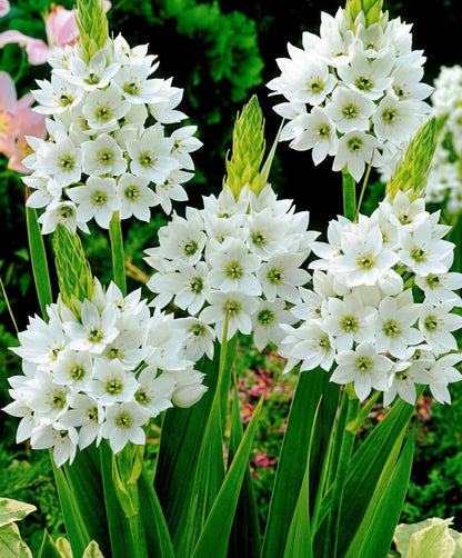 Ornithogalum White Top-Size bulbs – premium white star of Bethlehem flowering bulbs