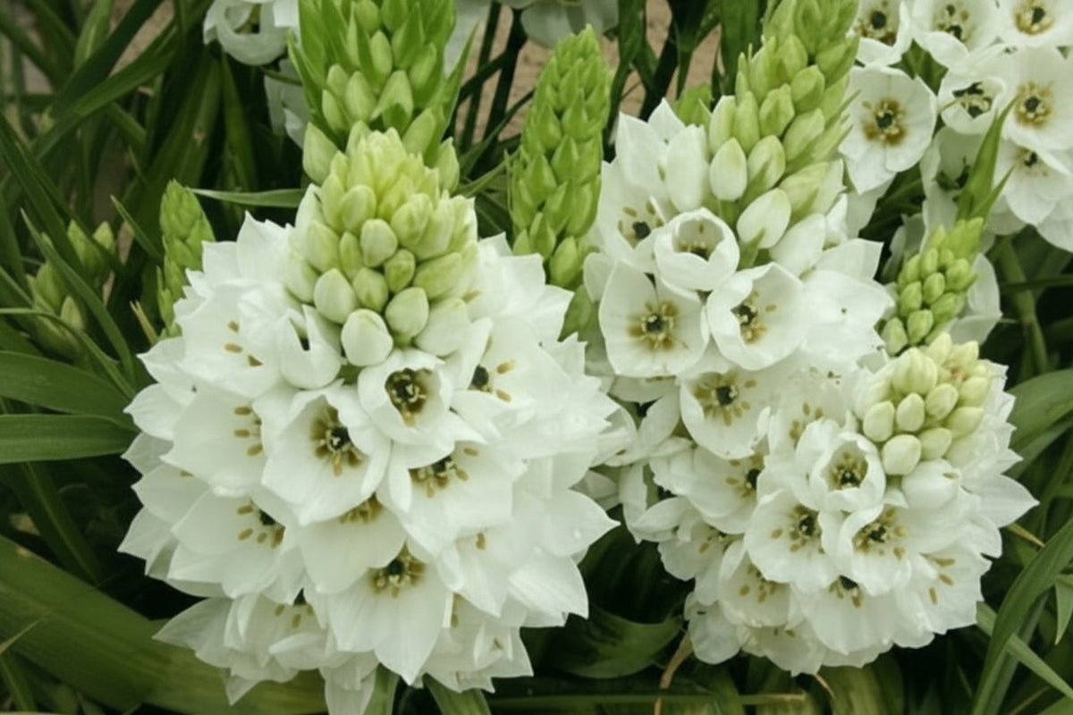 Ornithogalum White Top-Size – delicate white star-shaped flowers in full bloom