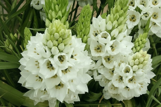 Ornithogalum White Top-Size – delicate white star-shaped flowers in full bloom