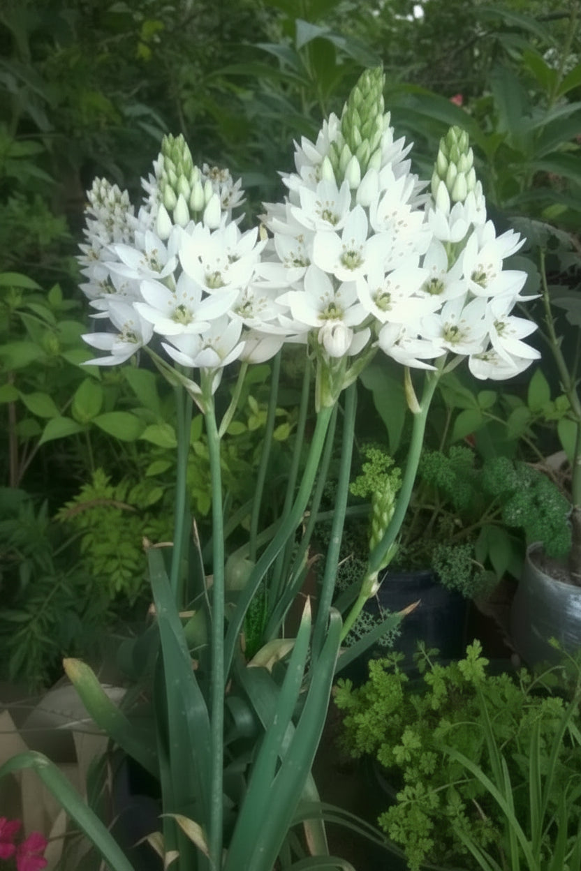Ornithogalum White Jumbo – giant white star of Bethlehem flowers in full bloom