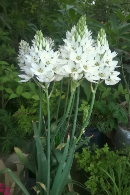 Ornithogalum White Jumbo – giant white star of Bethlehem flowers in full bloom