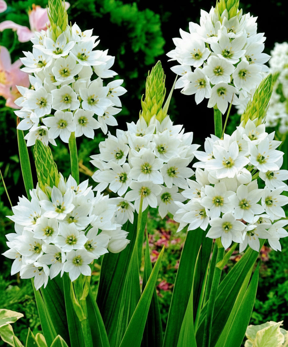 Ornithogalum White Jumbo size bulbs – large white star-shaped flowers in full bloom