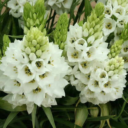 White Ornithogalum Jumbo size bulbs – cluster of elegant white star flowers