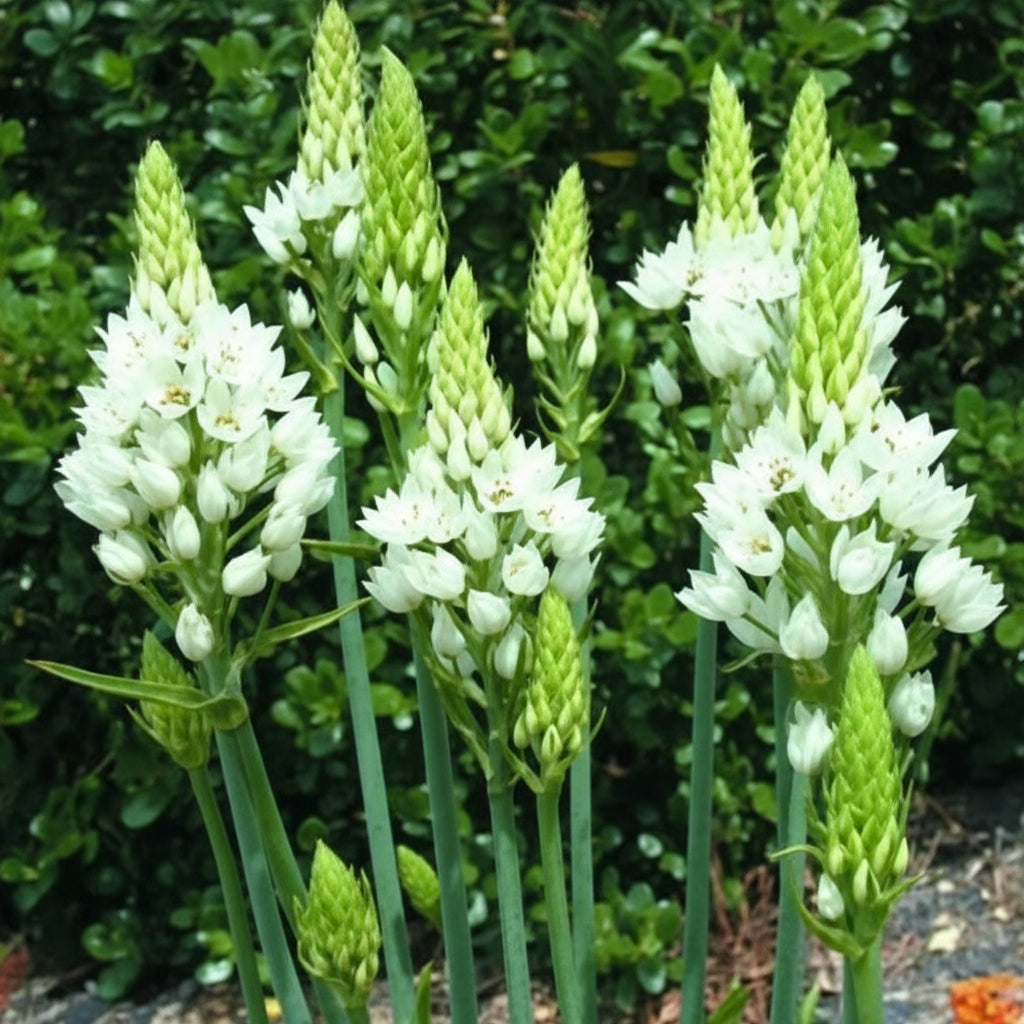 Ornithogalum White Top-Size bulbs planted in garden – beautiful white blooms