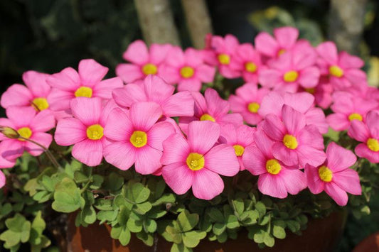 Oxalis Mixed1
