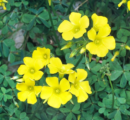 Oxalis Mixed2