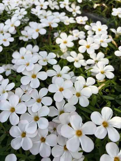 Oxalis Mixed3