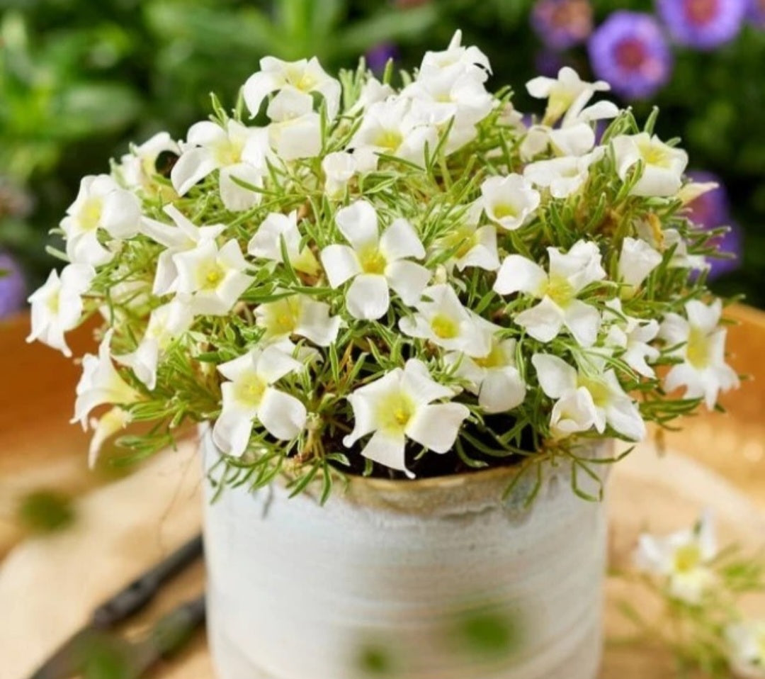Oxalis White2