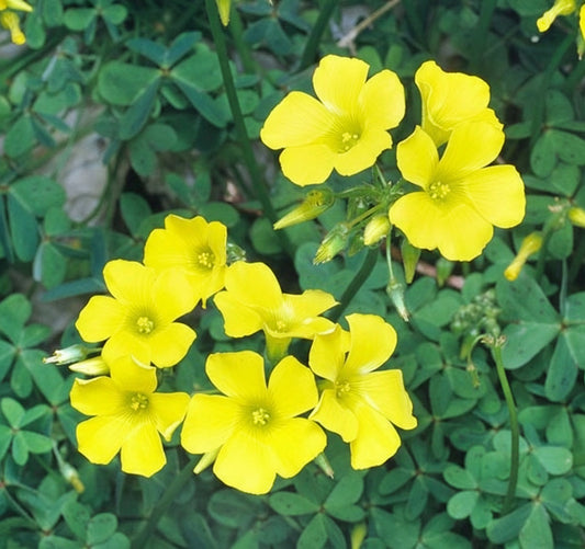 Oxalis Yellow1