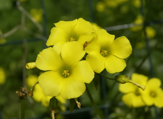 Oxalis Yellow2