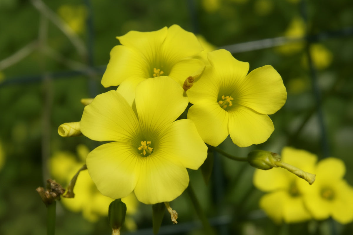 Oxalis Yellow Top-Size – cheerful yellow wood sorrel flowers with clover-like foliage in full bloom