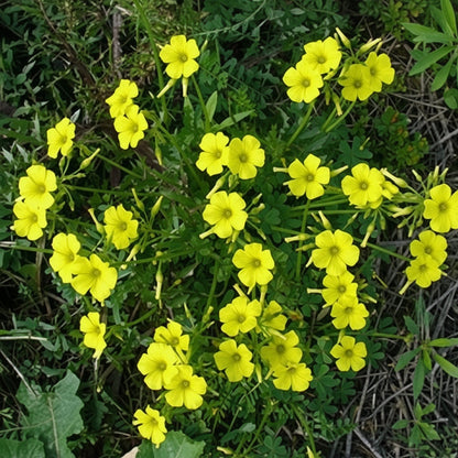 Oxalis Yellow Top-Size – cheerful yellow wood sorrel flowers with clover-like foliage in full bloom