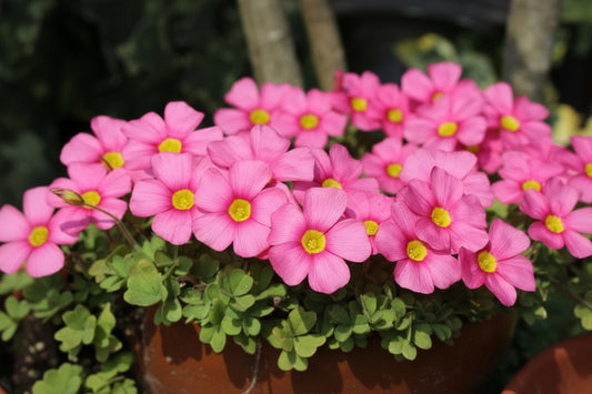 Oxalis Pink Top-Size – delicate pink wood sorrel flowers with clover-like foliage in full bloom