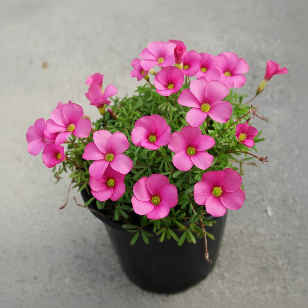 Oxalis Pink Top-Size – delicate pink wood sorrel flowers with clover-like foliage in full bloom