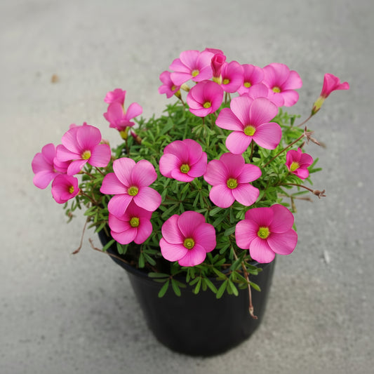 Oxalis Pink Top-Size – delicate pink wood sorrel flowers with clover-like foliage in full bloom