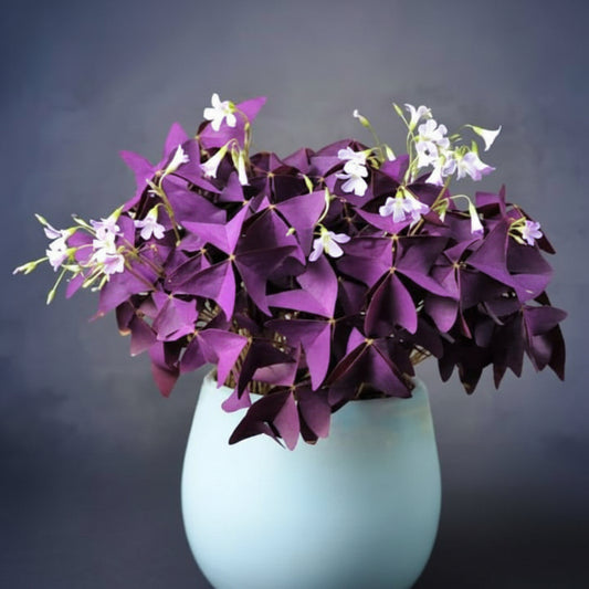 Oxalis Purple Triangularis Top-Size – deep purple clover-leaf foliage with delicate pink flowers in full bloom