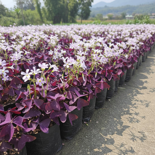 Oxalis Purple Triangularis Top-Size – deep purple clover-leaf foliage with delicate pink flowers in full bloom