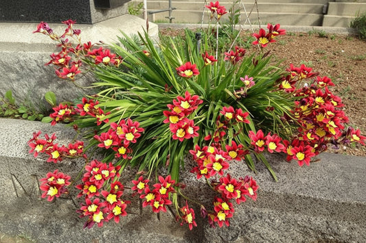 Sparaxis Tricolor Top-Size – striking three-toned harlequin flowers in full bloom