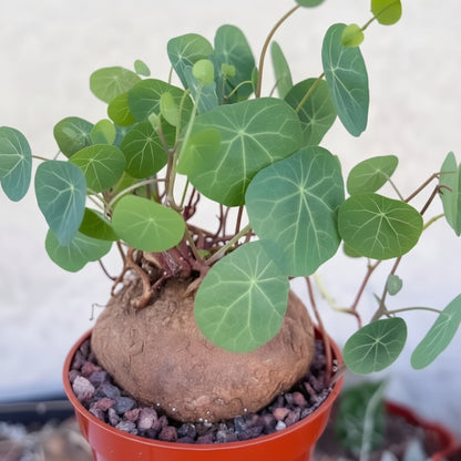 Stephania Rotunda Top-Size – rare tropical caudex succulent bulb with twining climbing stems and round leaves