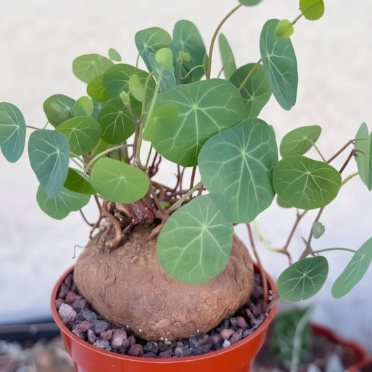 Stephania Rotunda Top-Size – rare tropical caudex succulent bulb with twining climbing stems and round leaves