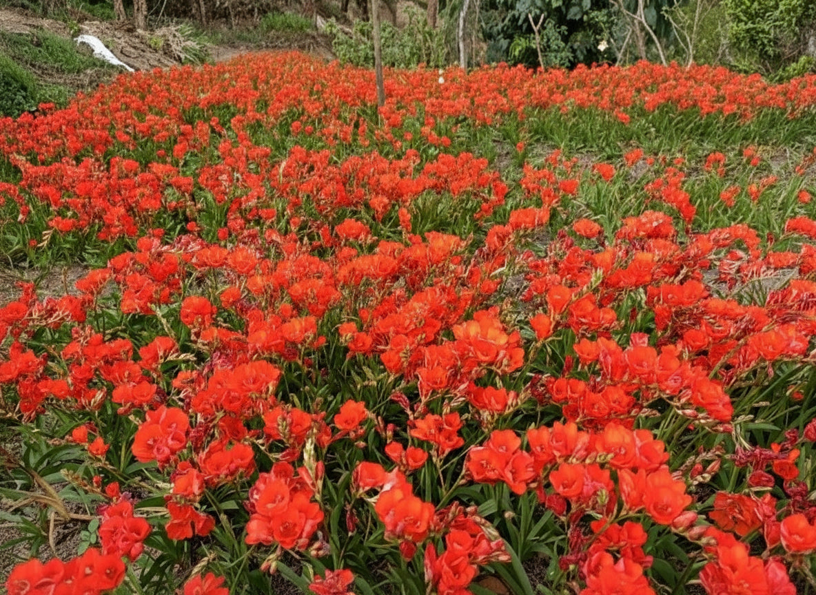 Tritonia Crocata Red1