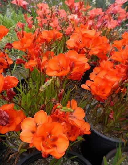 Tritonia Crocata Red2